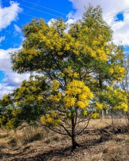 Acacia Auriculiformis