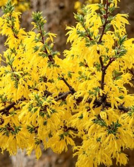 Acacia Auriculiformis
