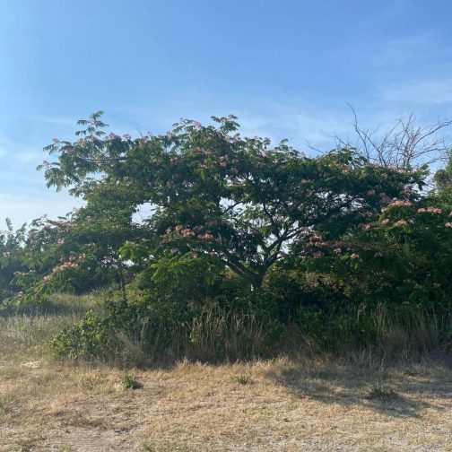Albizia Julibrissin - Image 5