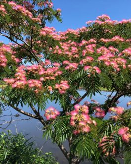 Albizia Julibrissin