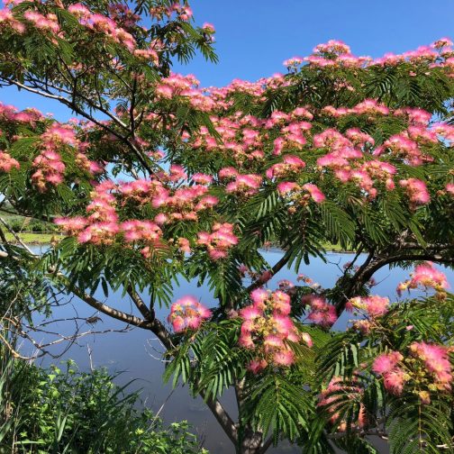 Albizia Julibrissin