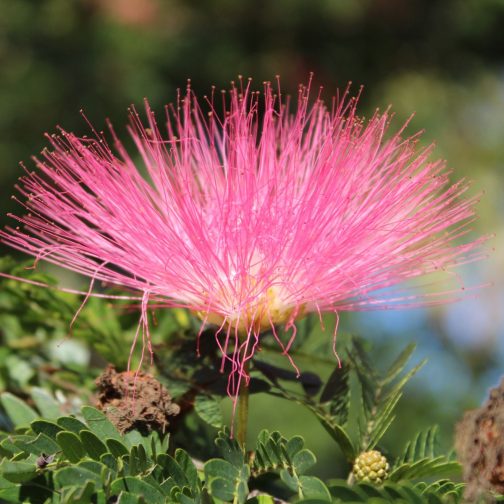 Albizia Julibrissin - Image 4