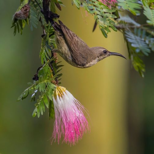Albizia Julibrissin - Image 3