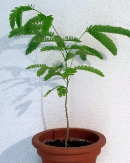 Albizia Julibrissin