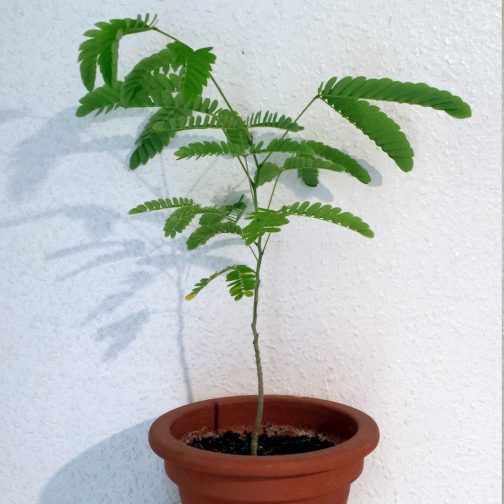 Albizia Julibrissin - Image 2