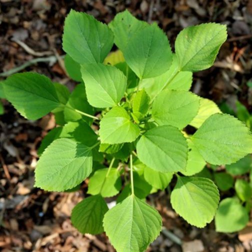 ACALYPHA GODSEFFIANA