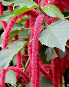 ACALYPHA GODSEFFIANA