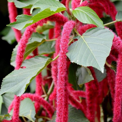 ACALYPHA GODSEFFIANA - Image 2