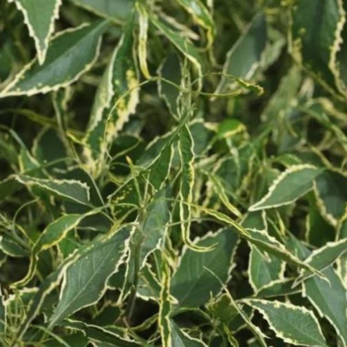 ACALYPHA GODSEFFIANA - Image 3