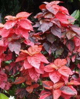 ACALYPHA HIS-ROSEA