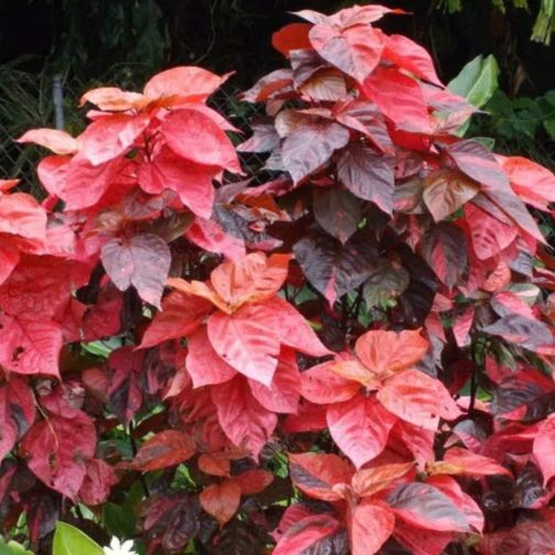 ACALYPHA HIS-ROSEA