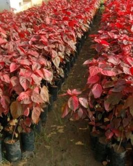 ACALYPHA HIS-ROSEA