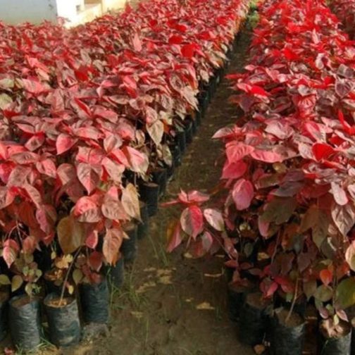 ACALYPHA HIS-ROSEA - Image 2