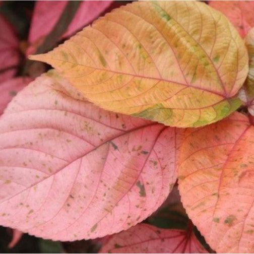 ACALYPHA HIS-ROSEA - Image 3