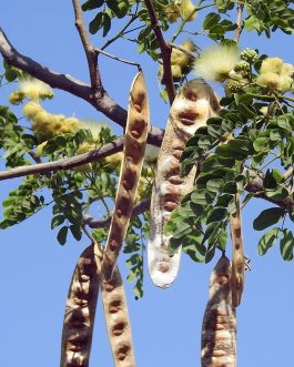 Albizia Labbek