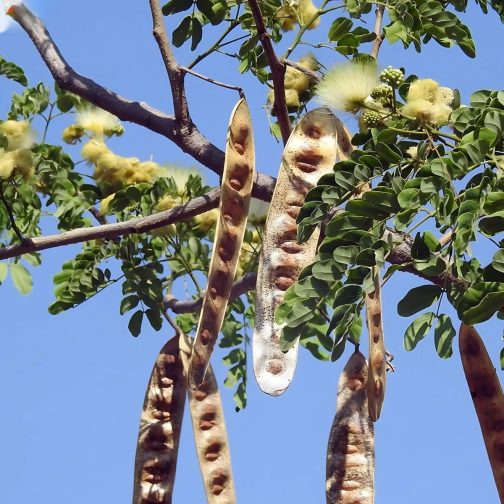 Albizia Labbek - Image 2
