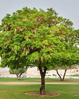 Albizia Labbek