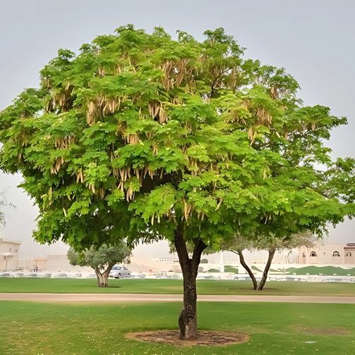 Albizia Labbek