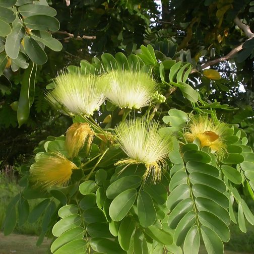 Albizia Labbek - Image 4