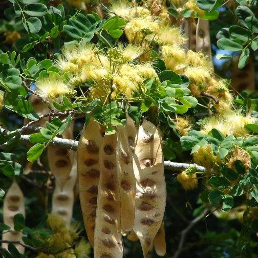 Albizia Labbek - Image 3