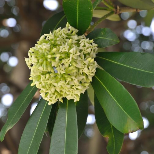 Alstonia Scholaris - Image 6