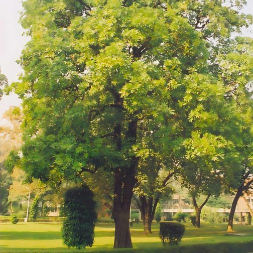 Alstonia Scholaris - Image 5
