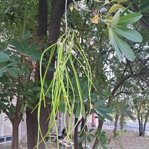 Alstonia Scholaris - Image 4