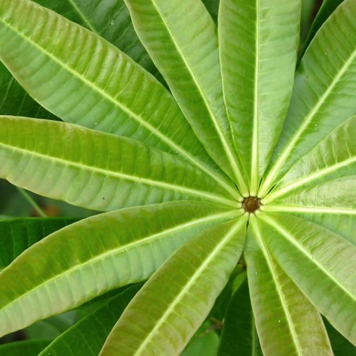 Alstonia Scholaris - Image 3