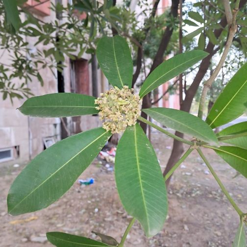 Alstonia Scholaris - Image 2