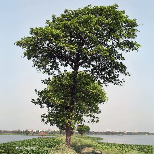 Anthocephalus Kadamba - Image 3