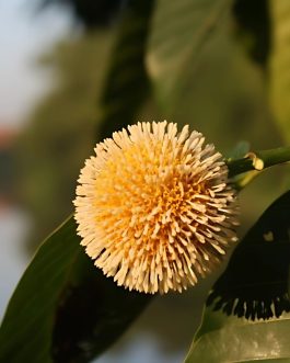 Anthocephalus Kadamba