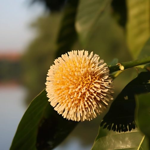 Anthocephalus Kadamba - Image 2