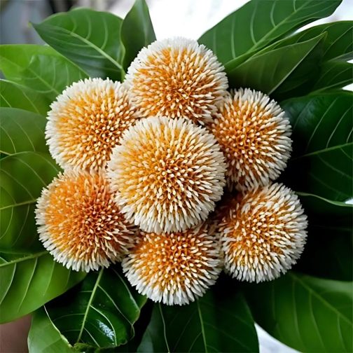 Anthocephalus Kadamba