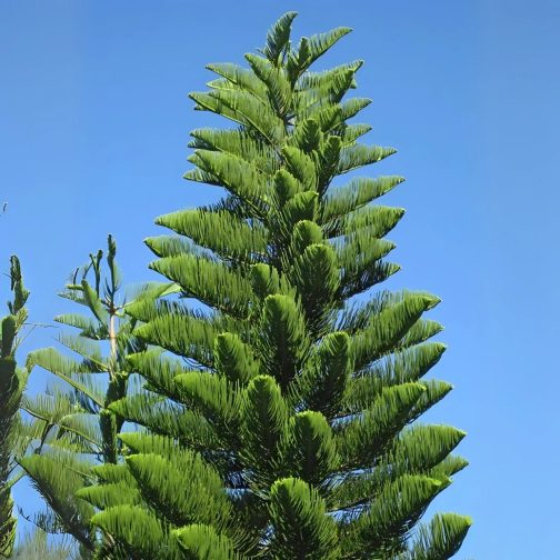 Araucaria Cookii - Image 4