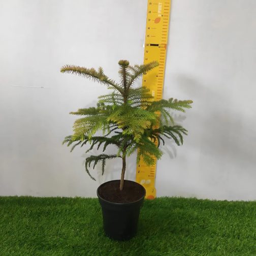 Araucaria Cookii - Image 3