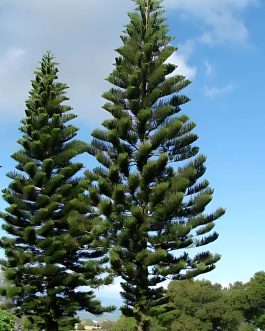 Araucaria Cookii