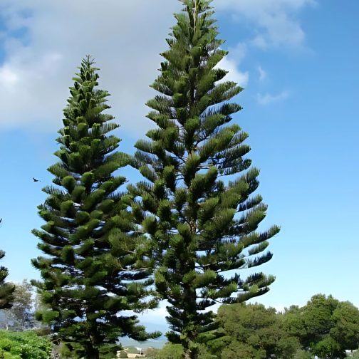 Araucaria Cookii - Image 2