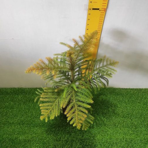 Araucaria Cookii