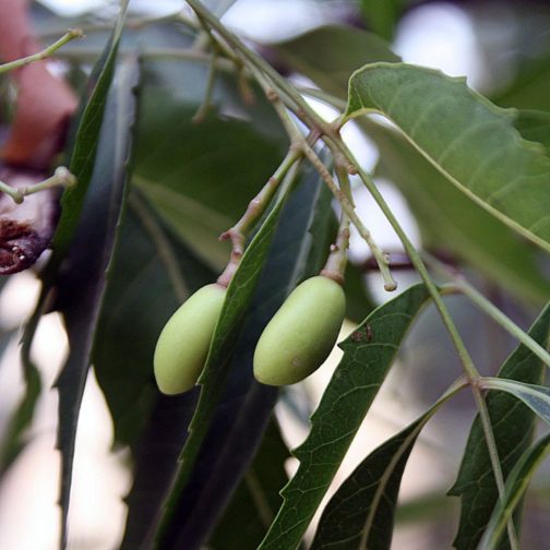 Azardicta Indica - Image 3