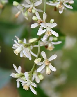 Azardicta Indica