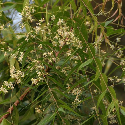 Azardicta Indica - Image 4