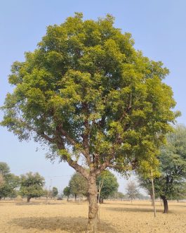 Azardicta Indica