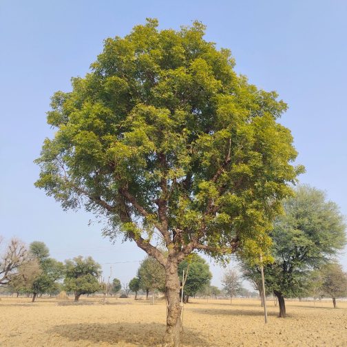 Azardicta Indica