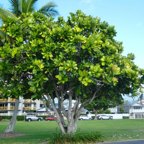 Barringtonia Asiatica