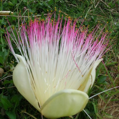 Barringtonia Asiatica - Image 3