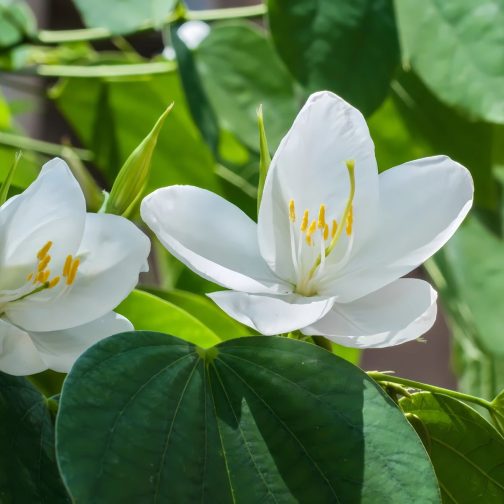 Bauhinia Acuminata - Image 3