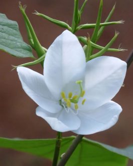 Bauhinia Acuminata