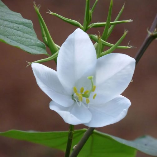 Bauhinia Acuminata - Image 2
