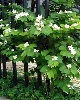 Bauhinia Acuminata