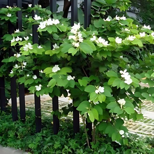 Bauhinia Acuminata